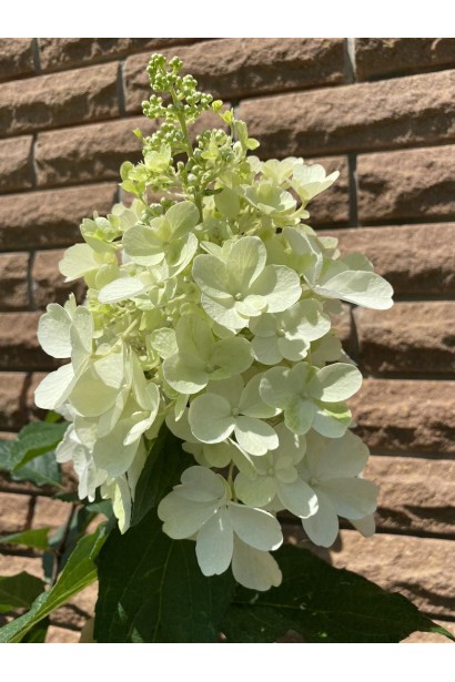 Гортензія Пінкі Вінкі